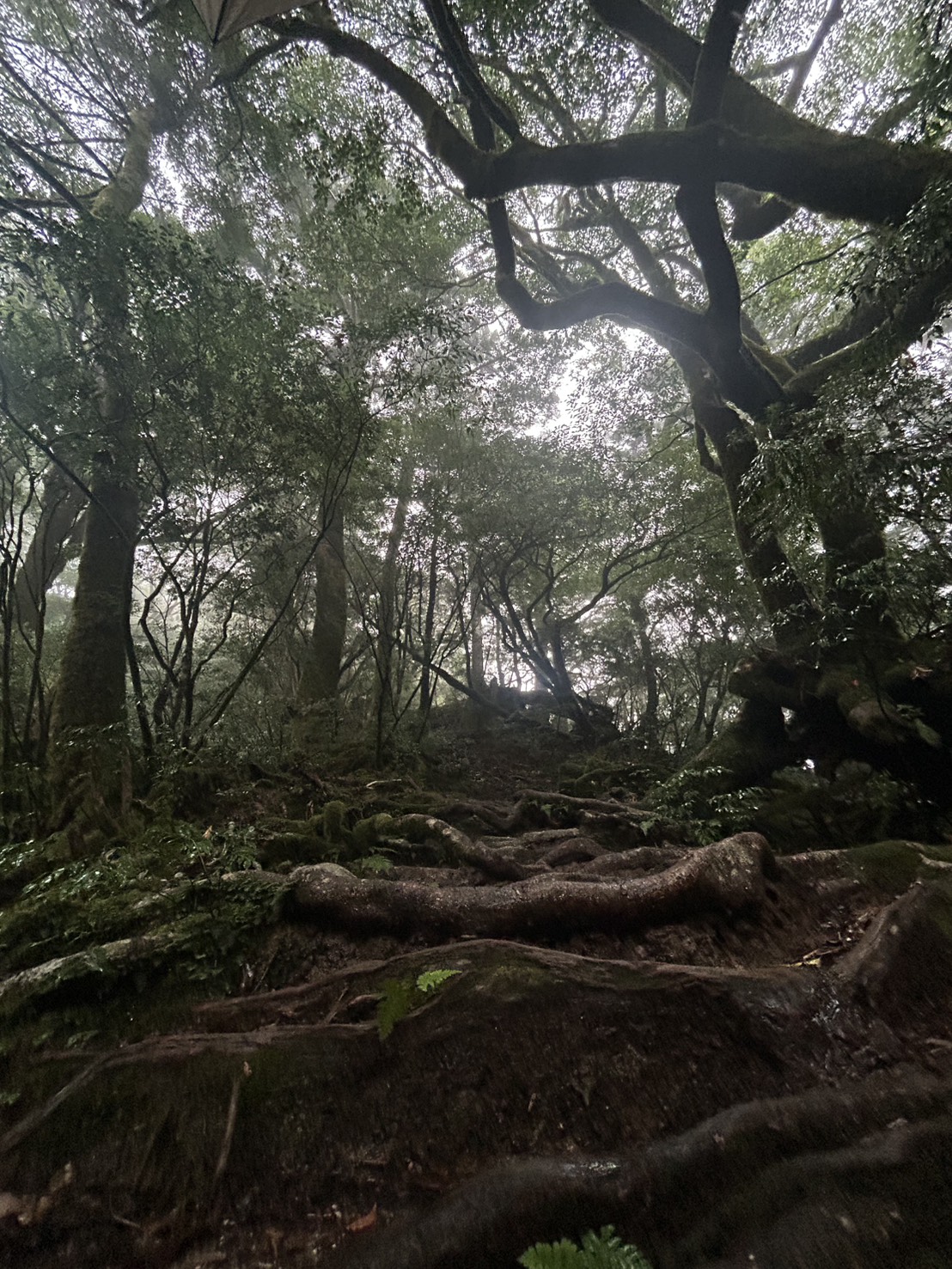屋久島の奥岳へ ― 神の宿る森を歩く