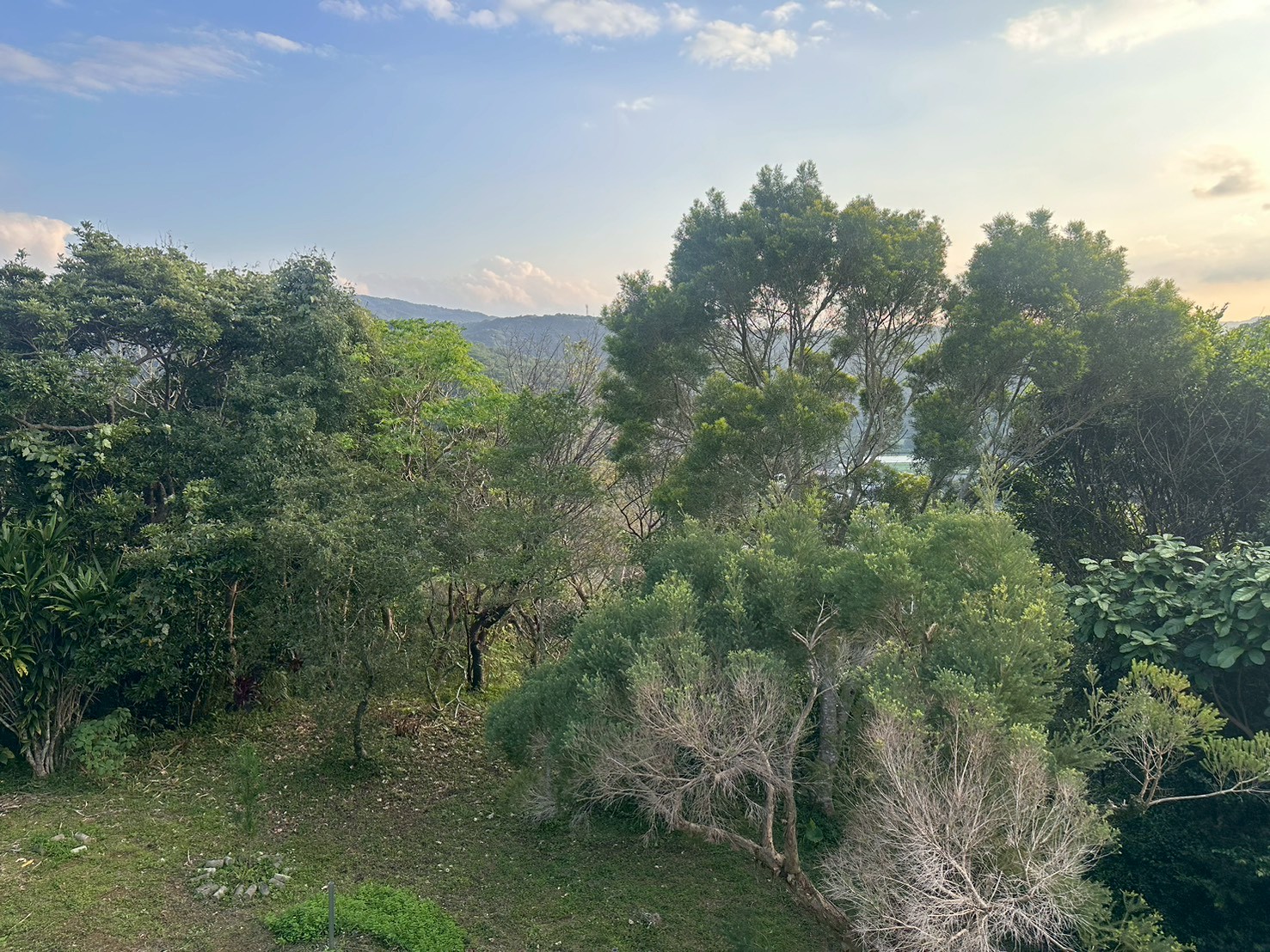 アーユルヴェーダ合宿開催場所は世界遺産の森の中